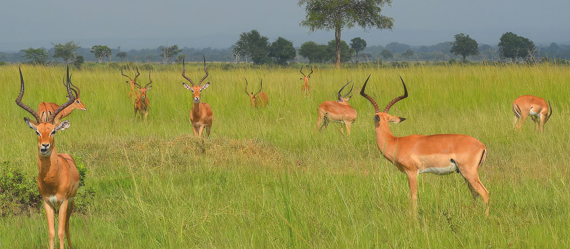 Mikumi National Park